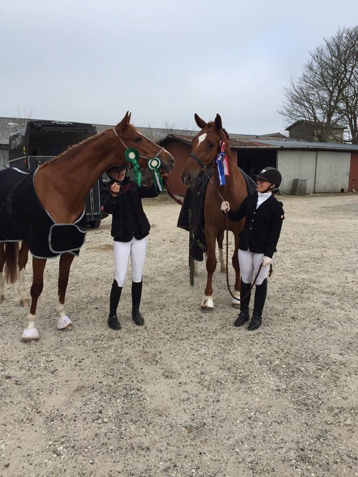 Dansk Varmblod Kjeldgårdens Freezmann billede 12