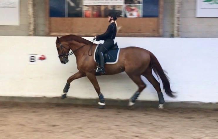 Dansk Varmblod Kjeldgårdens Freezmann billede 13