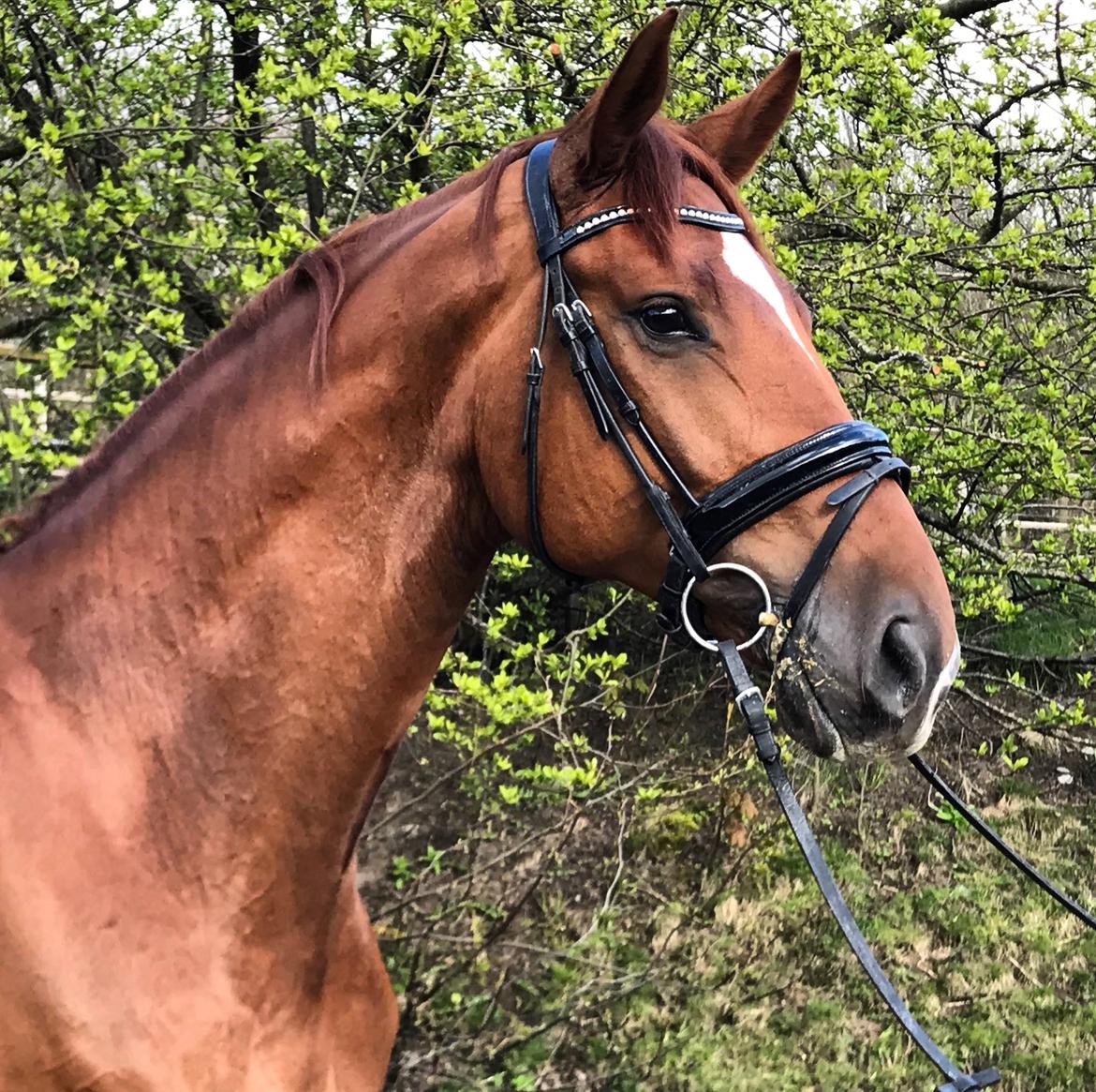 Dansk Varmblod Kjeldgårdens Freezmann billede 1