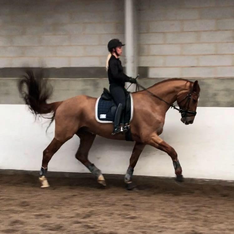 Dansk Varmblod Kjeldgårdens Freezmann billede 3