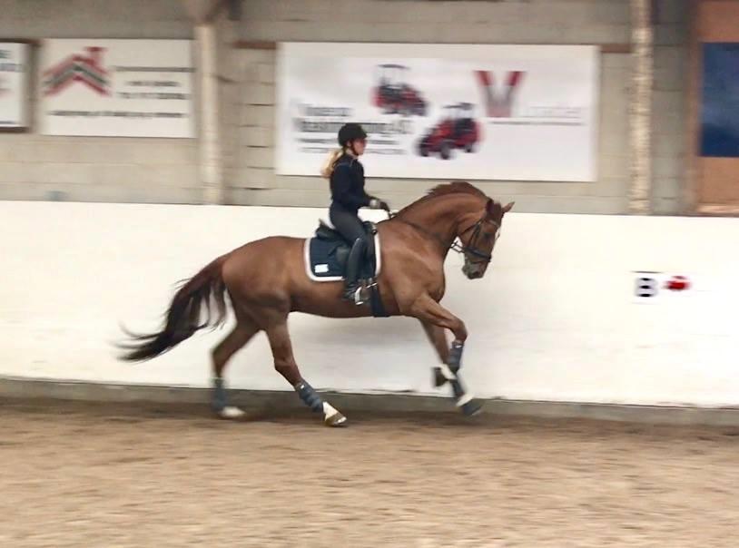 Dansk Varmblod Kjeldgårdens Freezmann billede 15