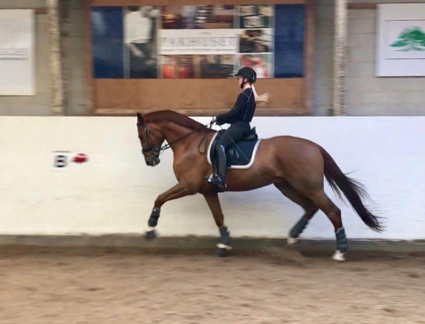 Dansk Varmblod Kjeldgårdens Freezmann billede 9