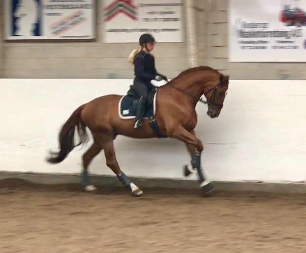 Dansk Varmblod Kjeldgårdens Freezmann billede 14