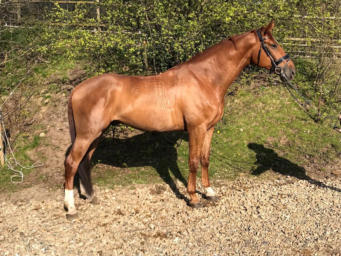 Dansk Varmblod Kjeldgårdens Freezmann billede 8