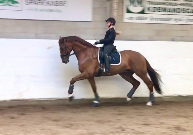 Dansk Varmblod Kjeldgårdens Freezmann billede 2