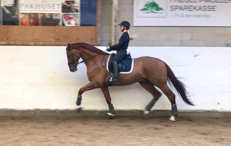 Dansk Varmblod Kjeldgårdens Freezmann billede 16