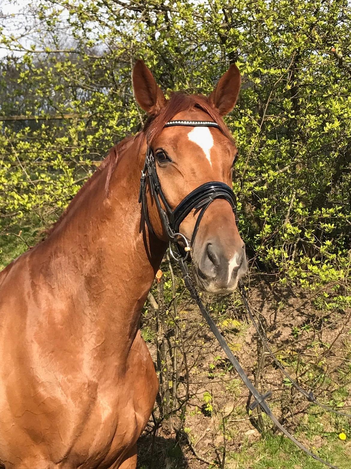 Dansk Varmblod Kjeldgårdens Freezmann billede 11