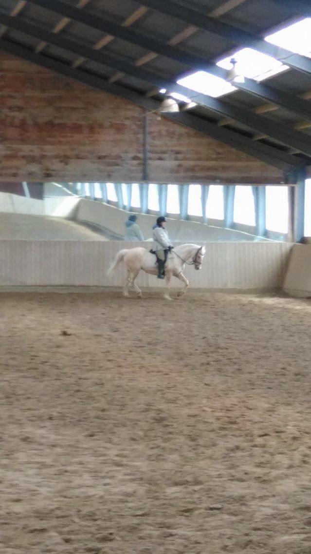 New Forest Nellie (Rain) billede 5