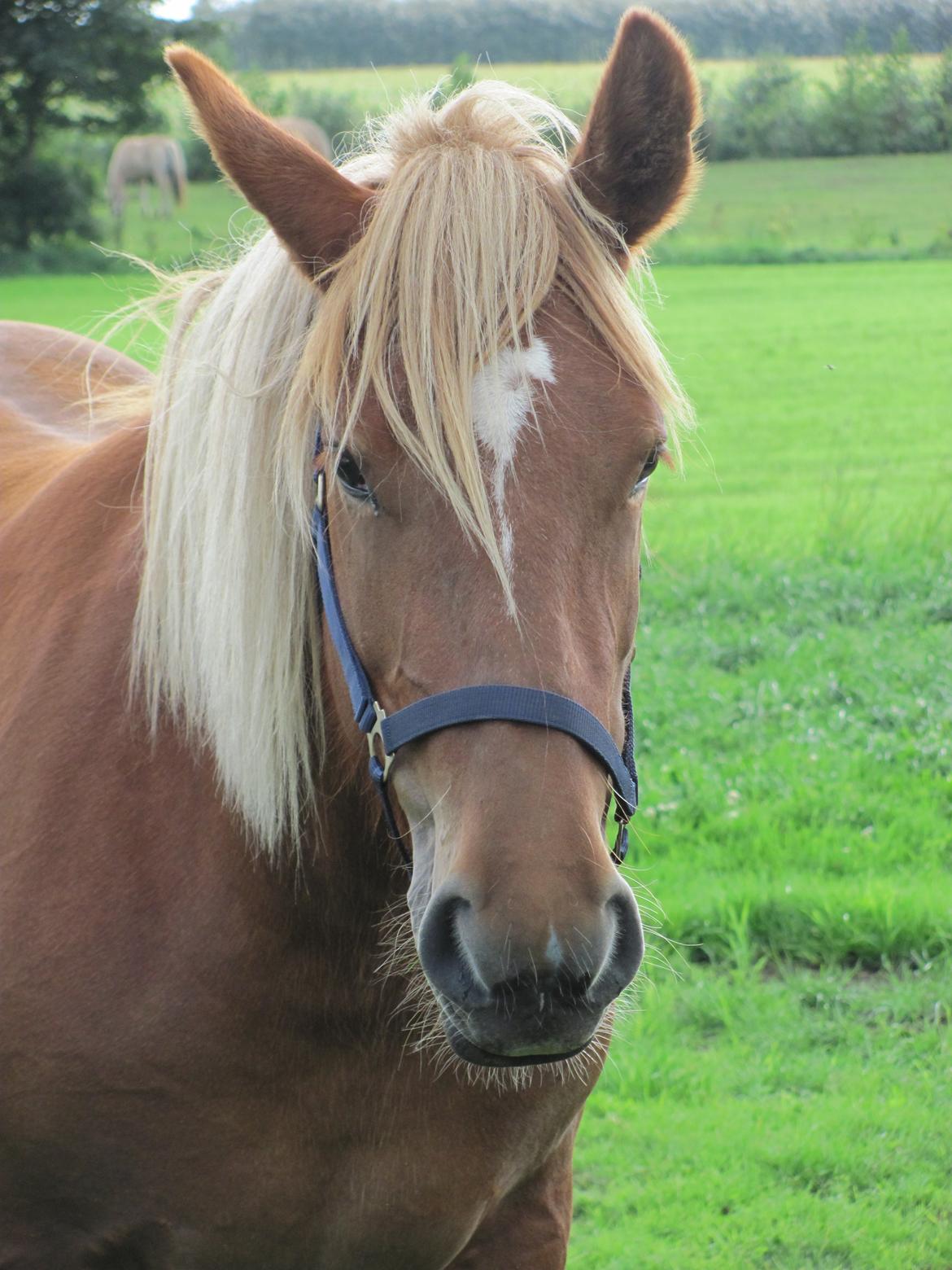 Jyde Katrine billede 3