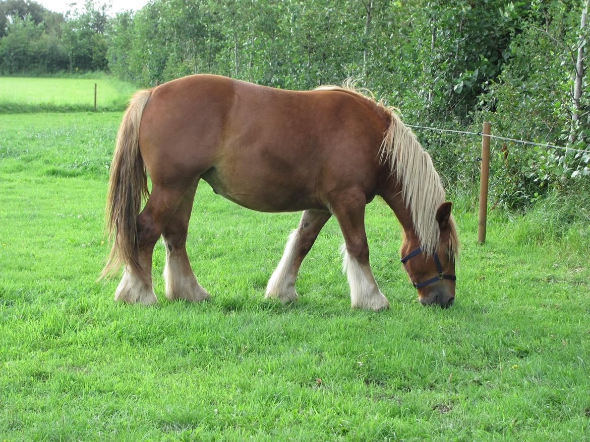 Jyde Katrine billede 10