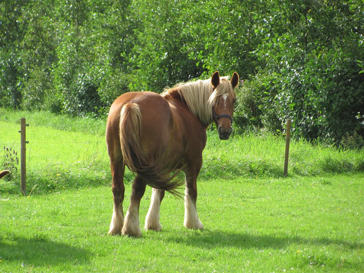 Jyde Katrine billede 11