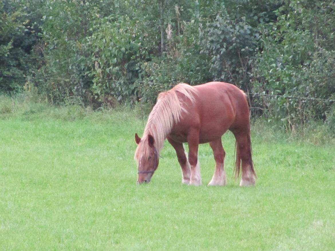 Jyde Katrine billede 12