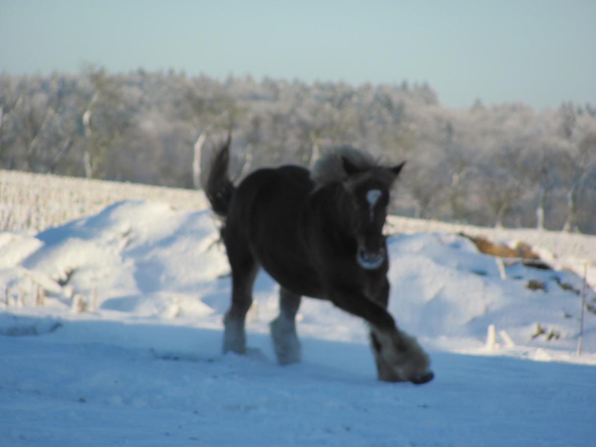 Jyde Katrine billede 13