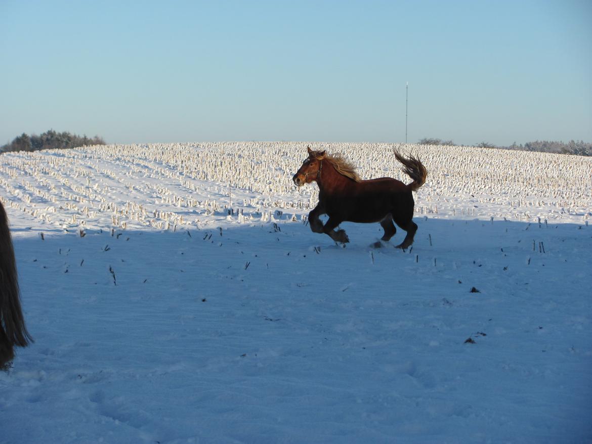 Jyde Katrine billede 15