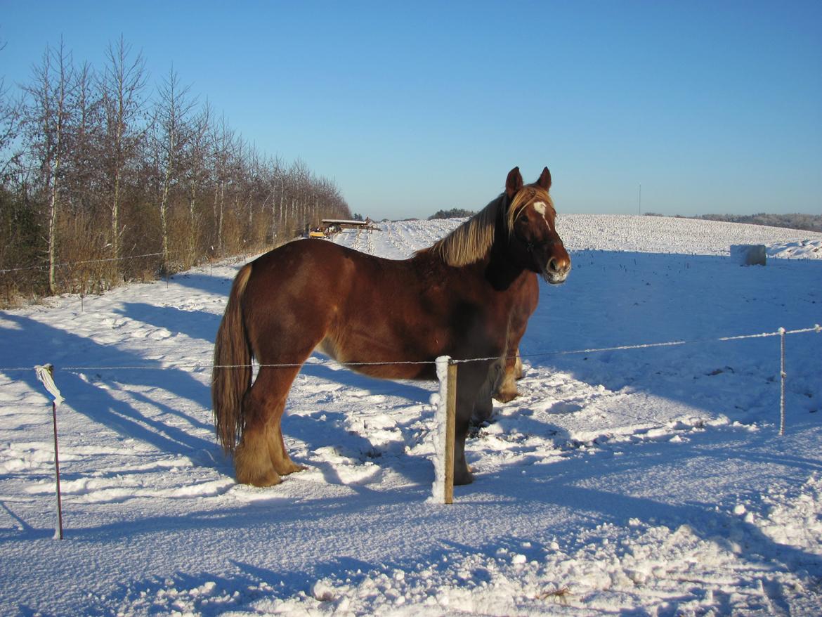 Jyde Katrine billede 16