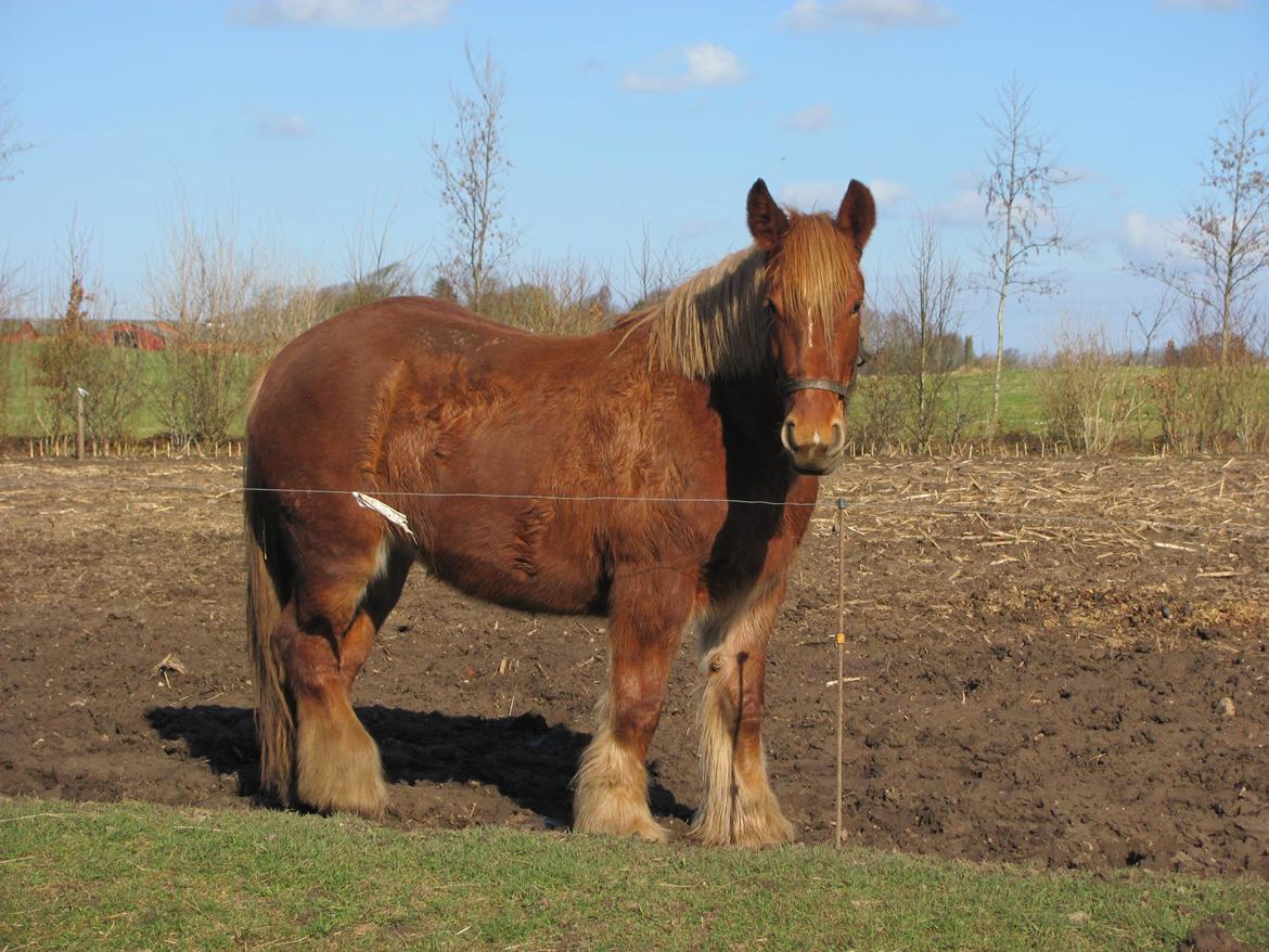 Jyde Katrine billede 17