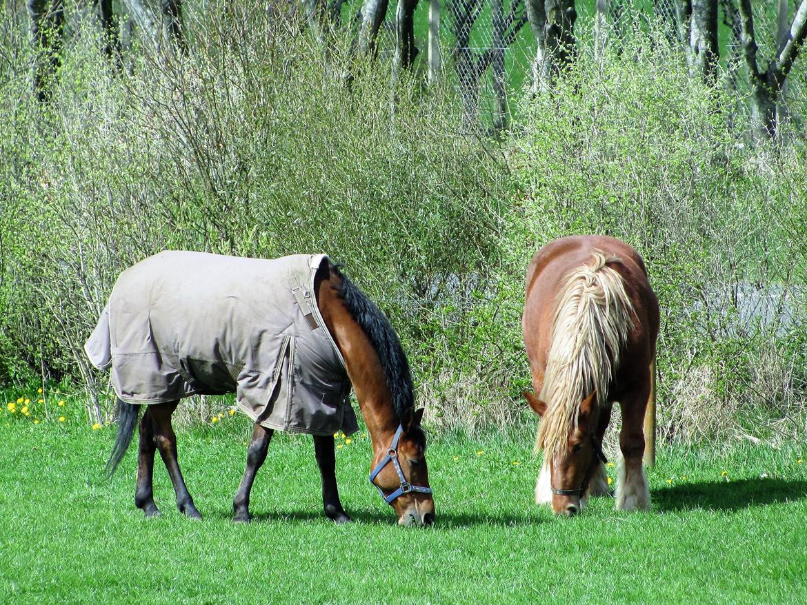 Jyde Katrine billede 18