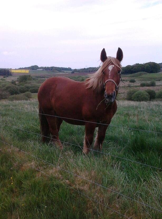 Jyde Katrine billede 7