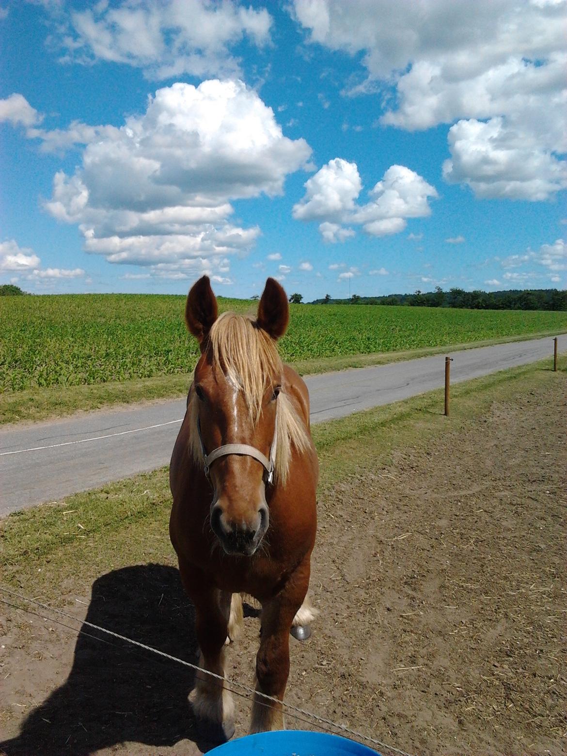 Jyde Katrine billede 8