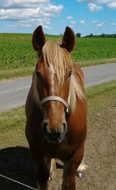 Jyde Katrine billede 9