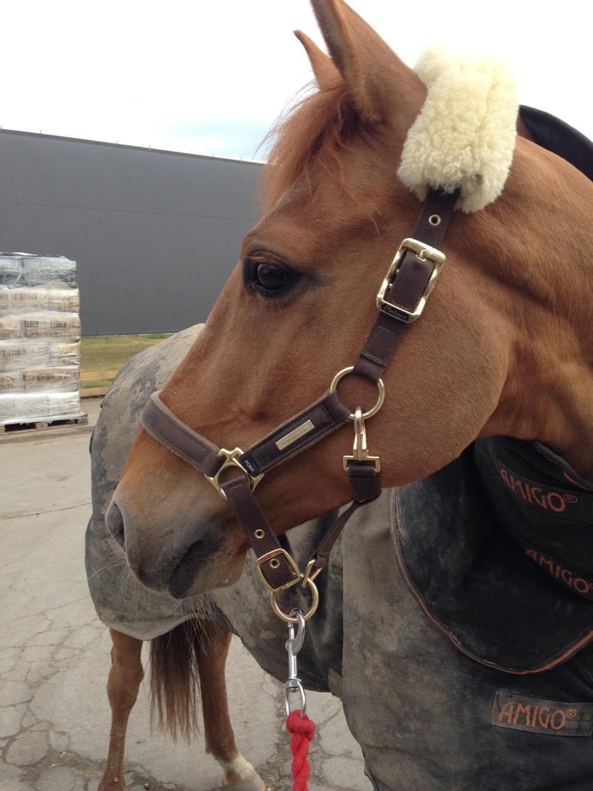 DSP Nørlunds el montana billede 5