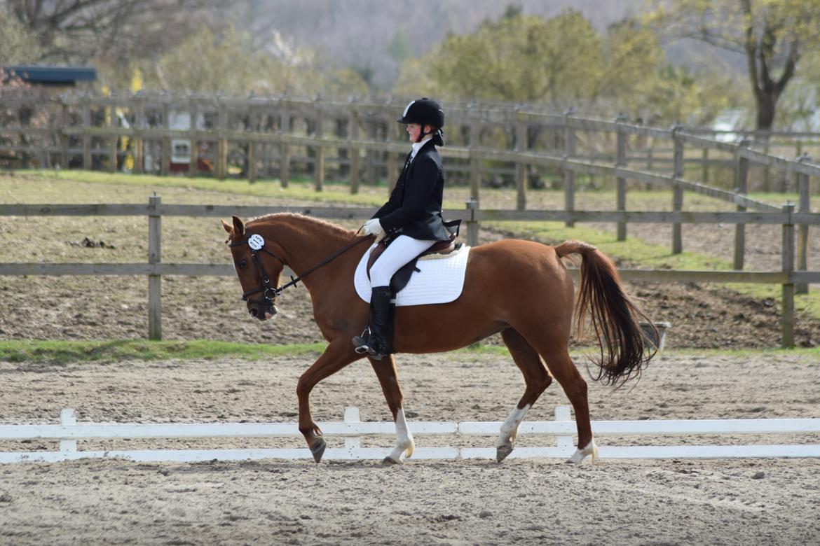 Anden særlig race Alia von hoff billede 4