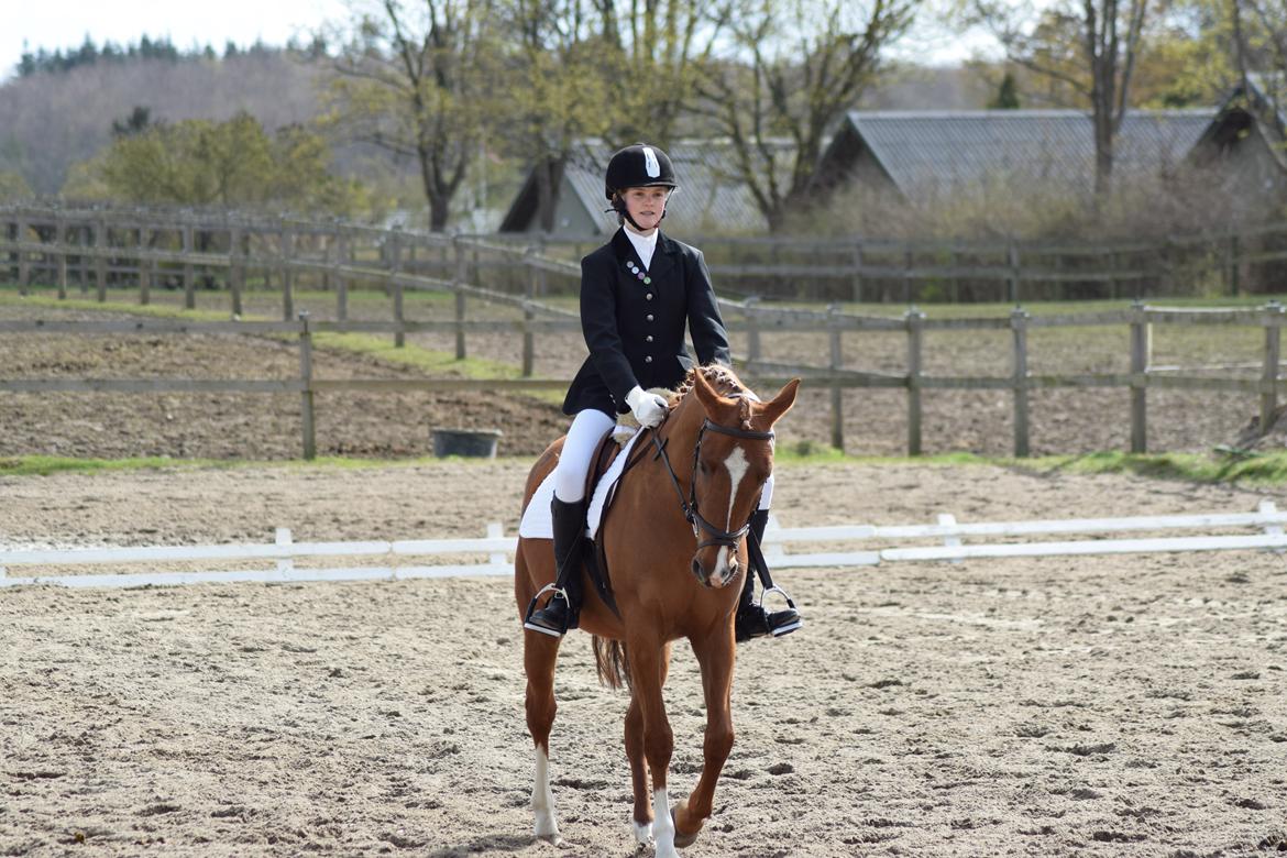 Anden særlig race Alia von hoff billede 5