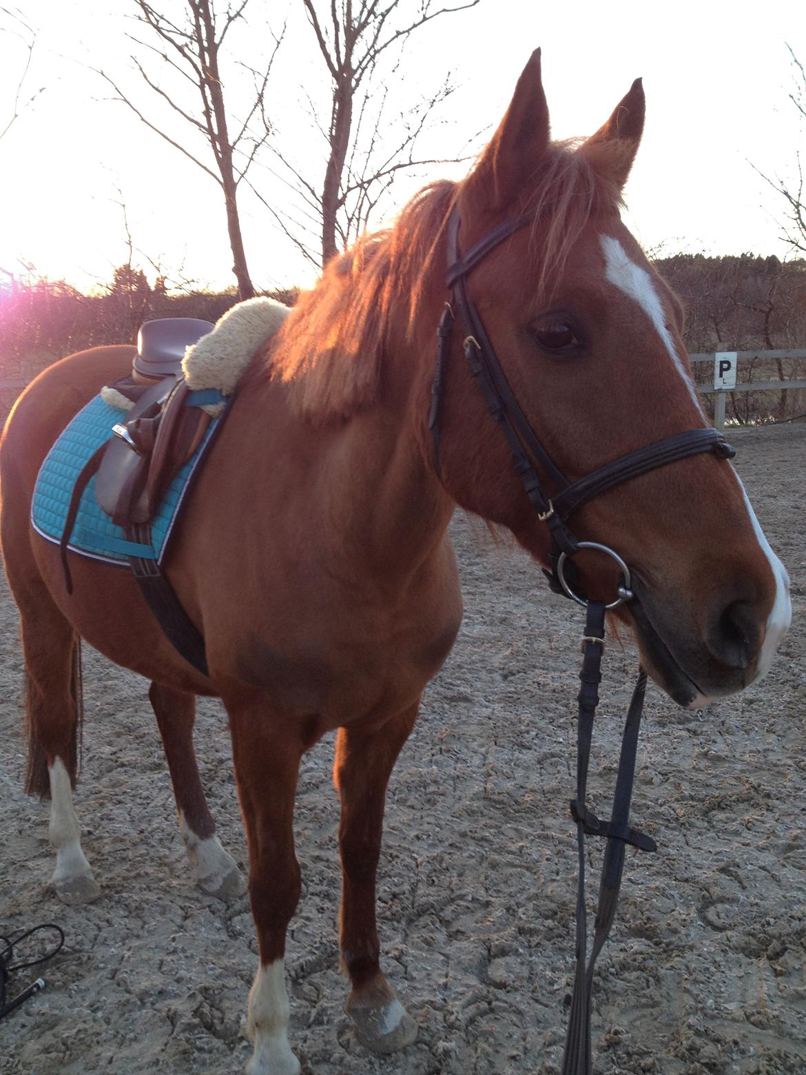 Anden særlig race Alia von hoff billede 1