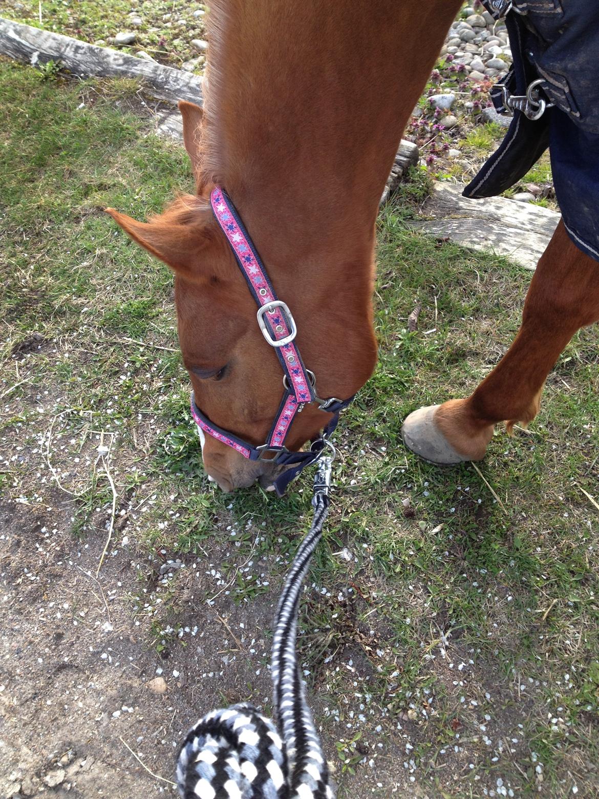 Anden særlig race Alia von hoff billede 3