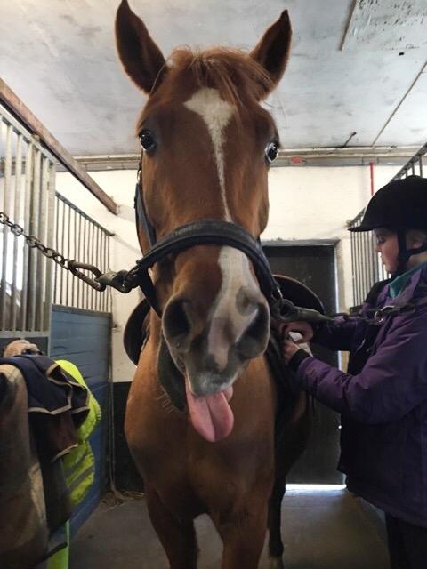 Anden særlig race Alia von hoff billede 2