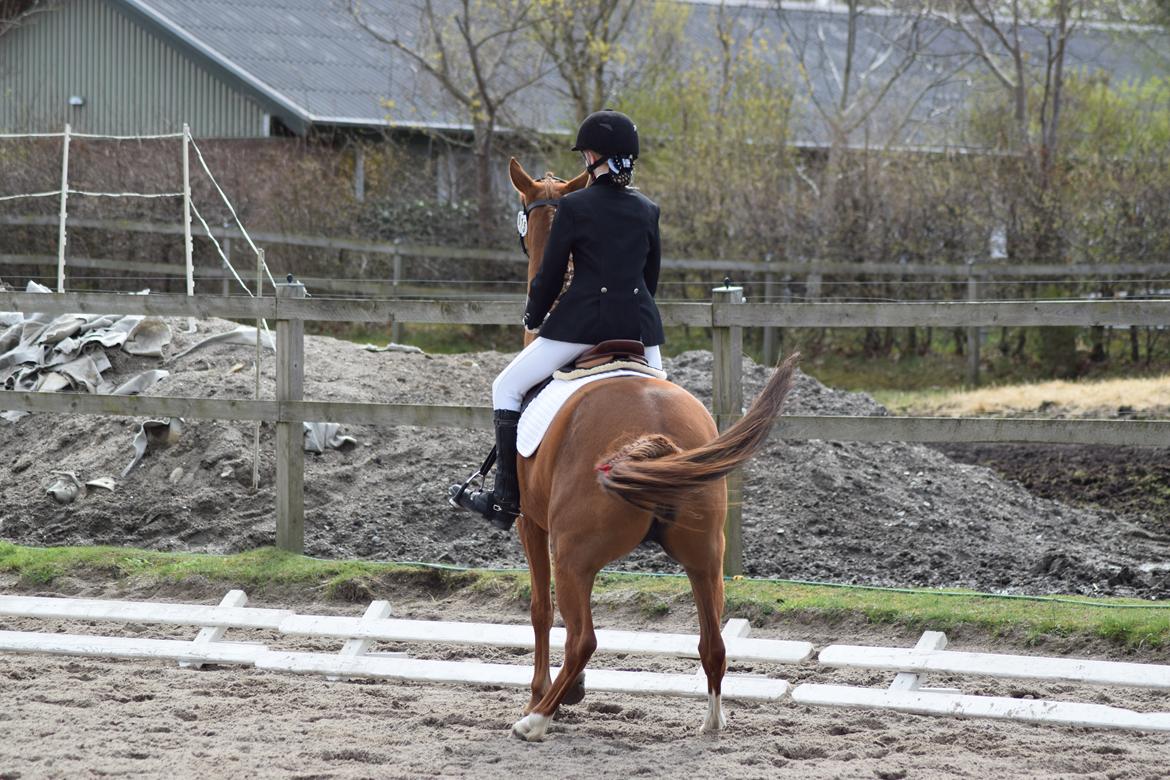 Anden særlig race Alia von hoff billede 7