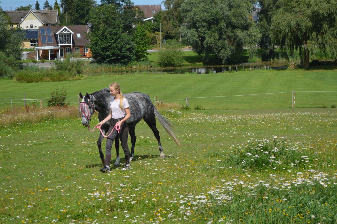 DSP Søgaards Magic Moon billede 1