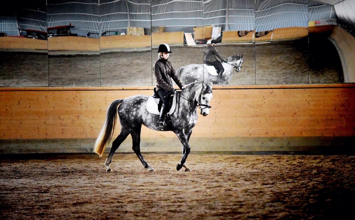 DSP Søgaards Magic Moon billede 2