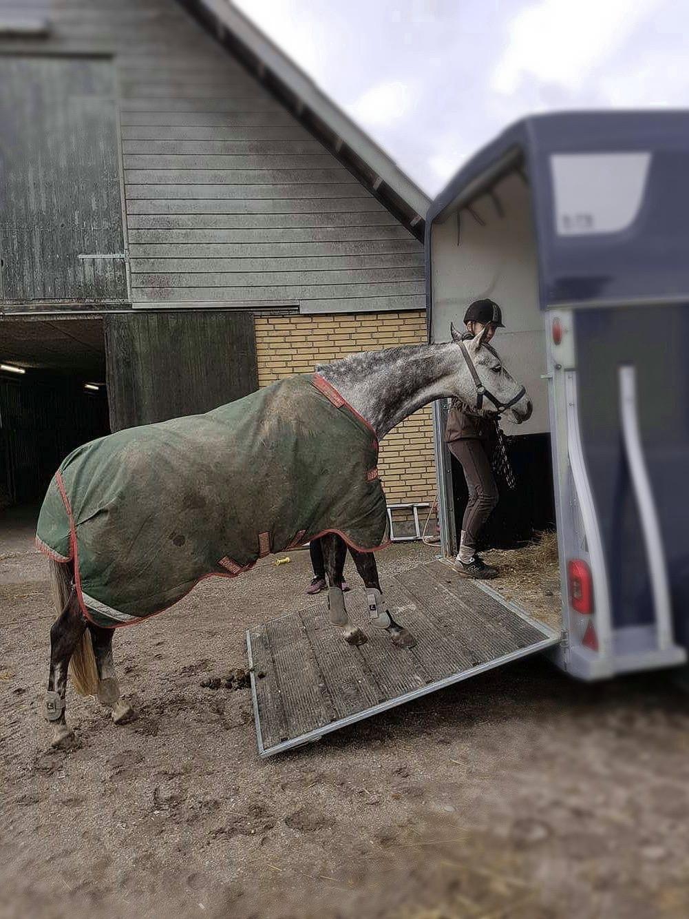 DSP Søgaards Magic Moon billede 4