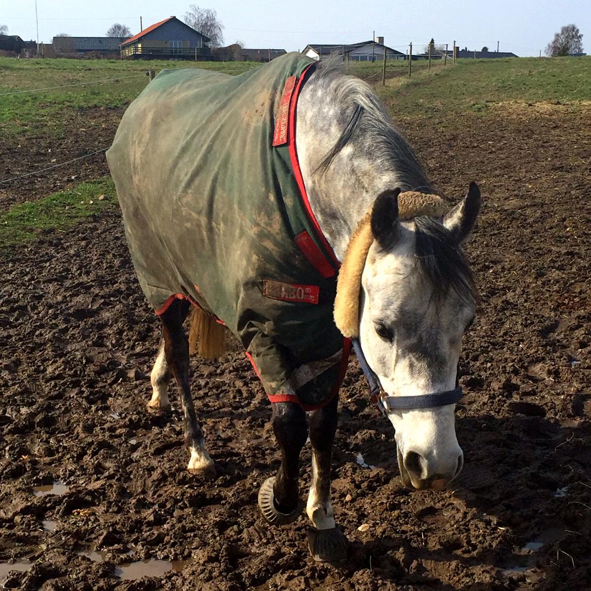 DSP Søgaards Magic Moon billede 5