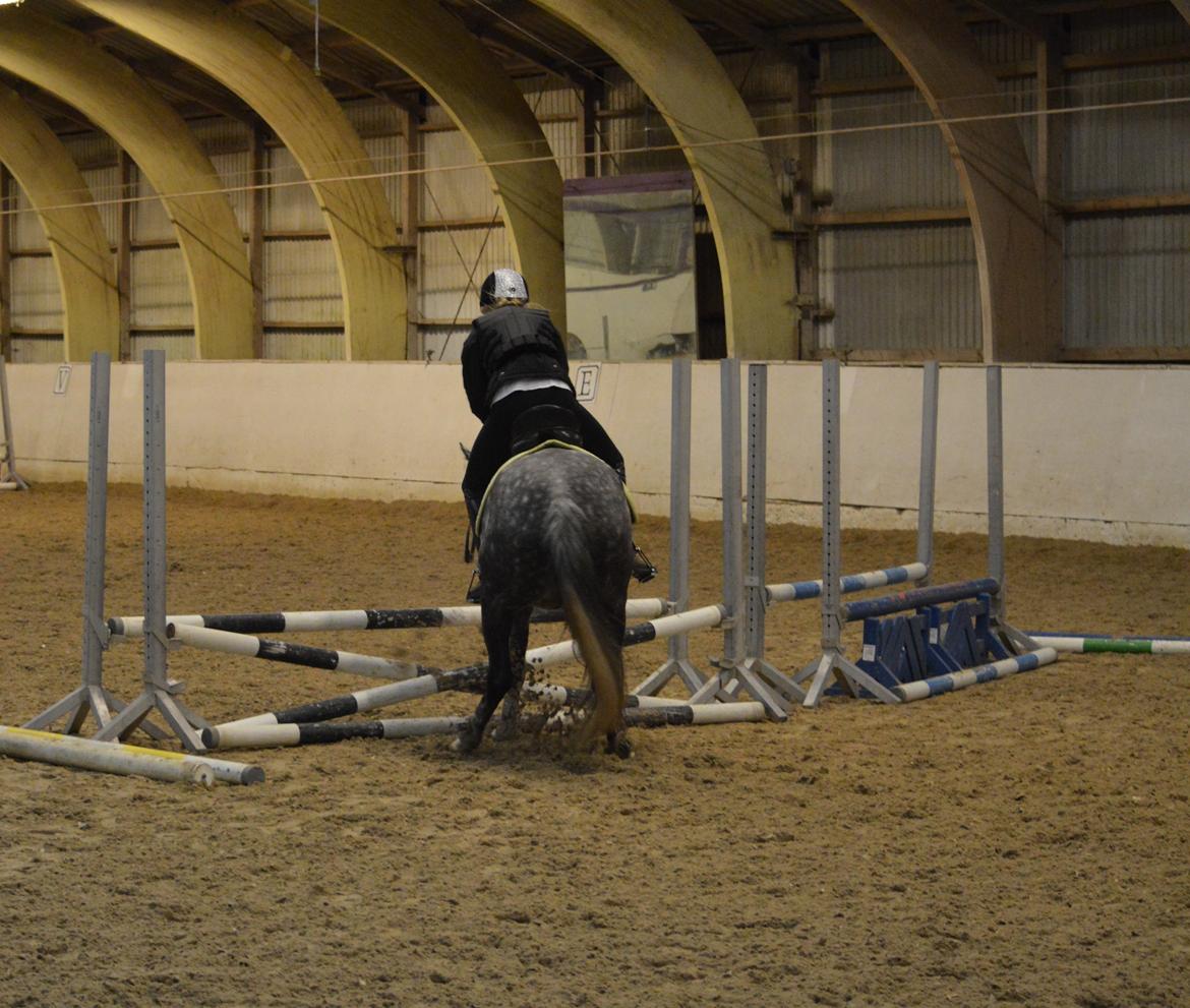 DSP Søgaards Magic Moon billede 8