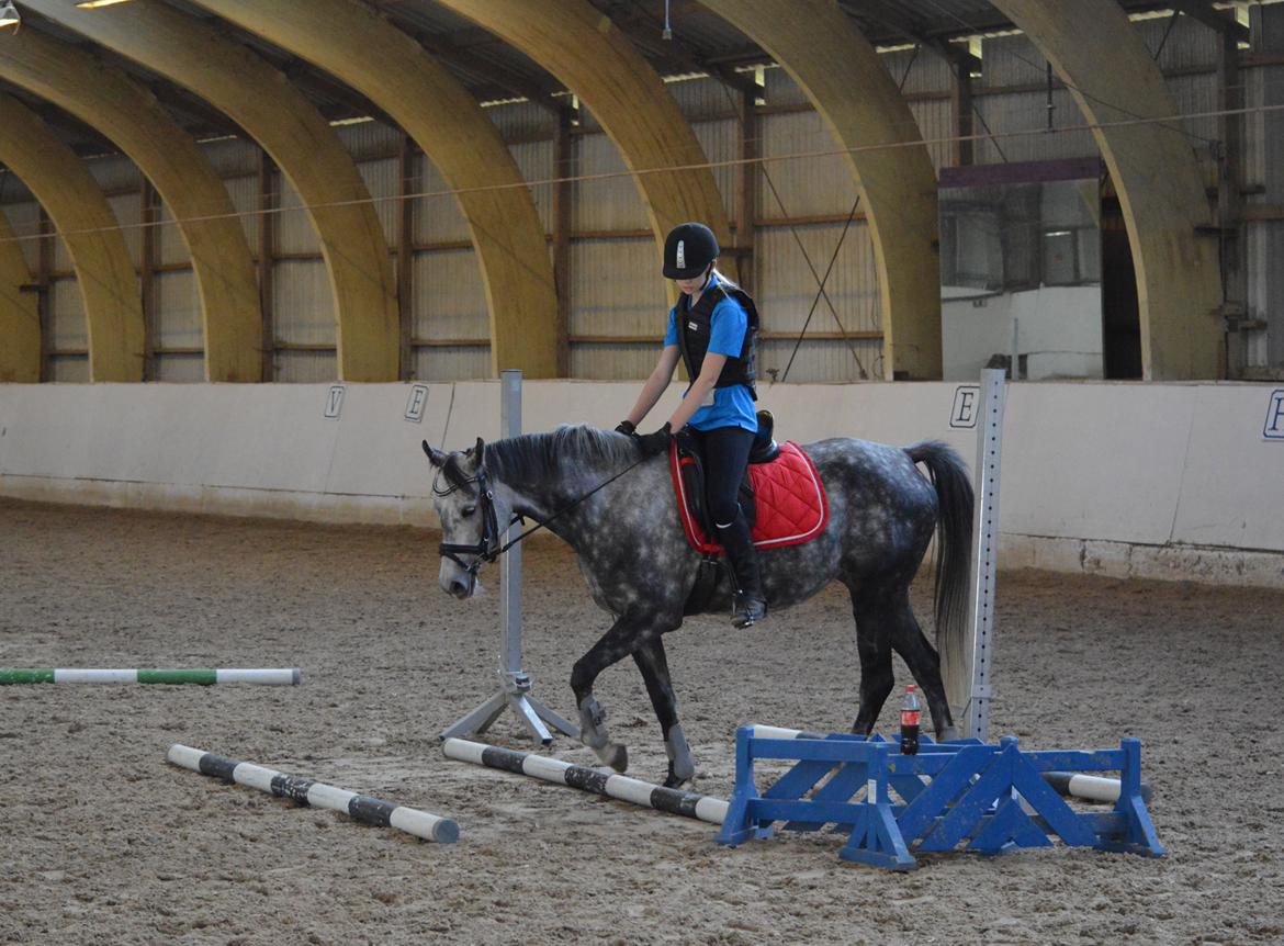 DSP Søgaards Magic Moon billede 9