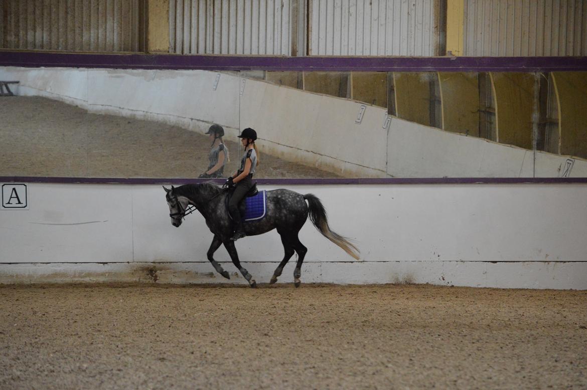 DSP Søgaards Magic Moon billede 10