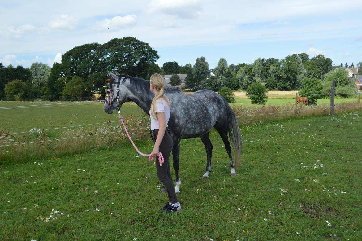 DSP Søgaards Magic Moon billede 11