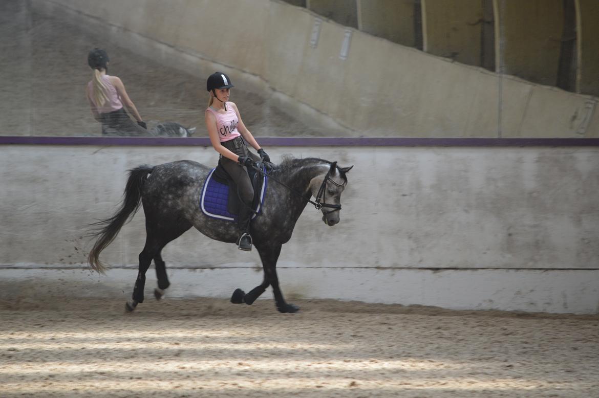 DSP Søgaards Magic Moon billede 12