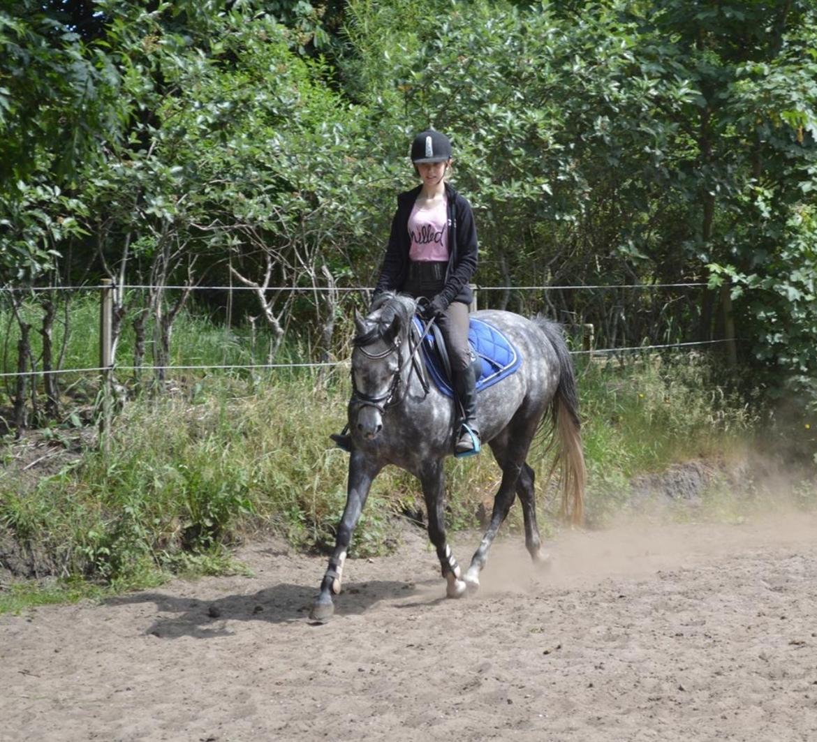 DSP Søgaards Magic Moon billede 13