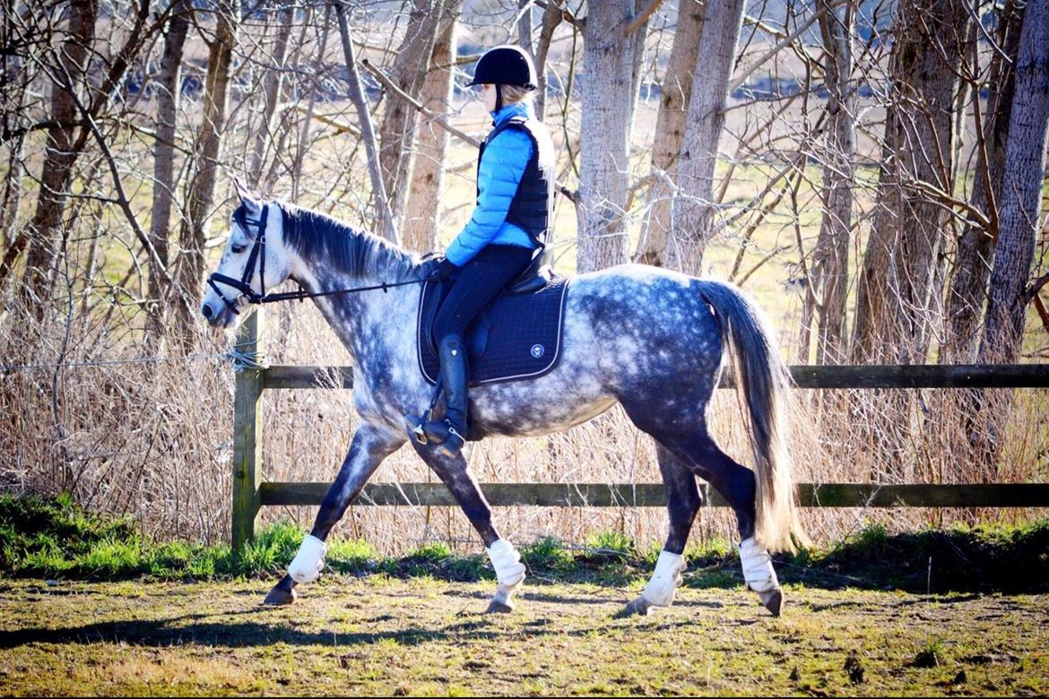 DSP Søgaards Magic Moon billede 18