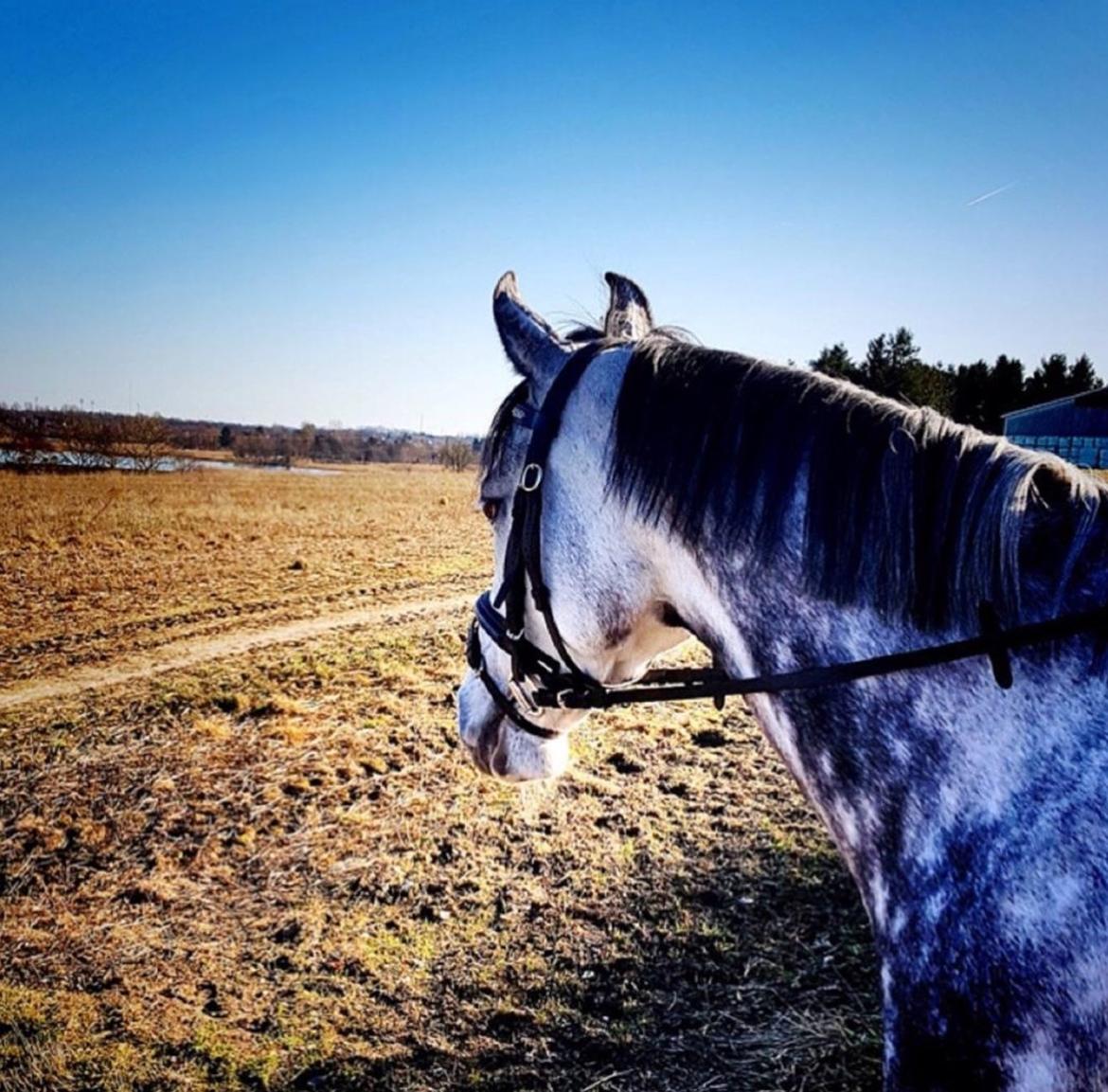 DSP Søgaards Magic Moon billede 19