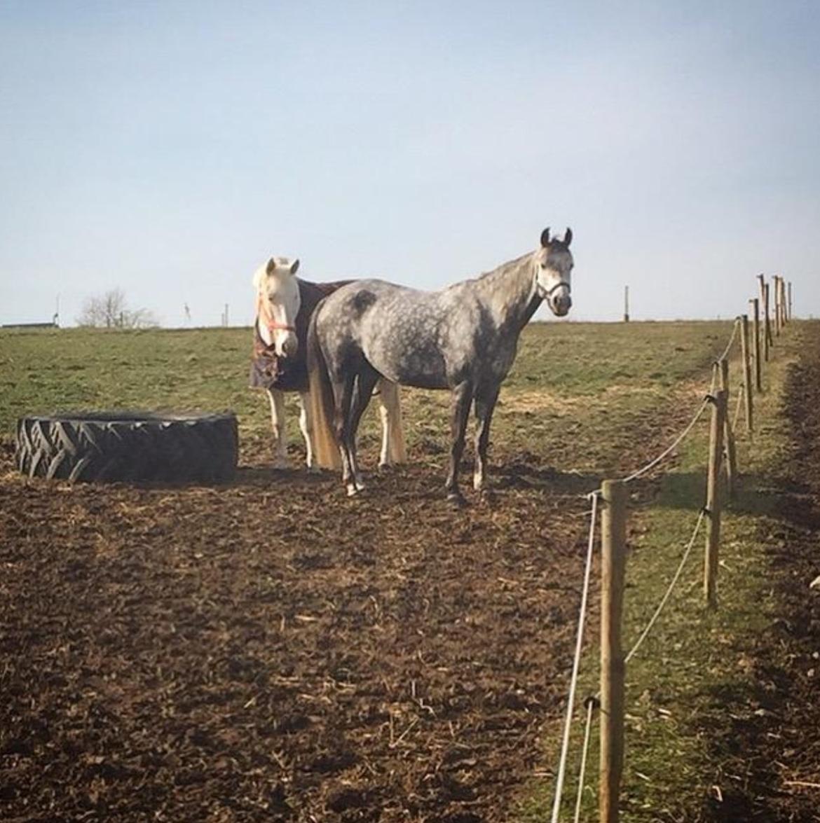 DSP Søgaards Magic Moon billede 20