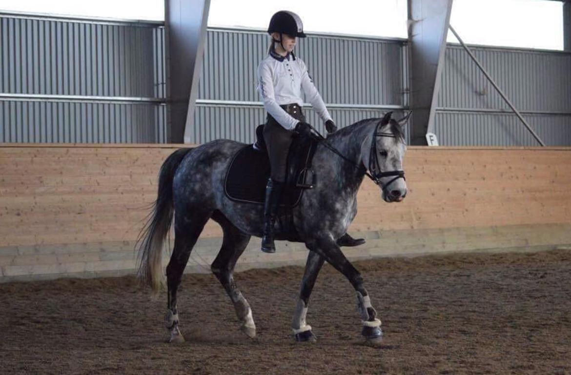 DSP Søgaards Magic Moon billede 16