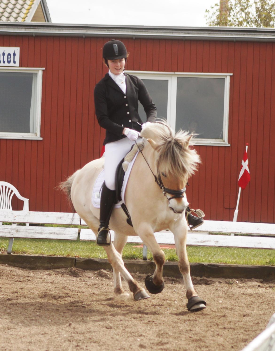 Fjordhest Estel Tidselbjerg billede 20