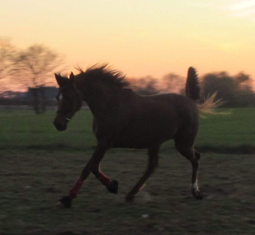 Arabisk fuldblod (OX) Maheba ox 3214 R.I.P 02-04-2019 billede 23