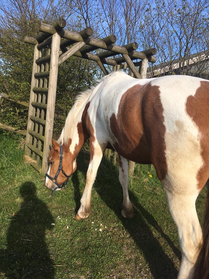 Anden særlig race Smukke Lille Luna billede 1