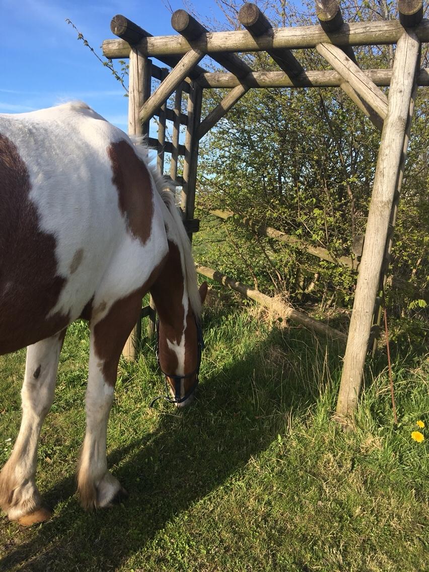 Anden særlig race Smukke Lille Luna billede 2