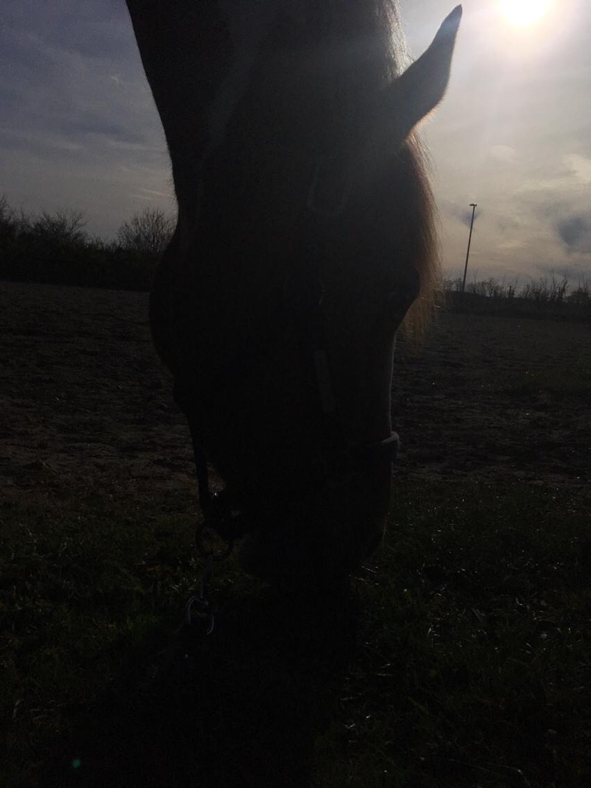 Anden særlig race Smukke Lille Luna billede 4